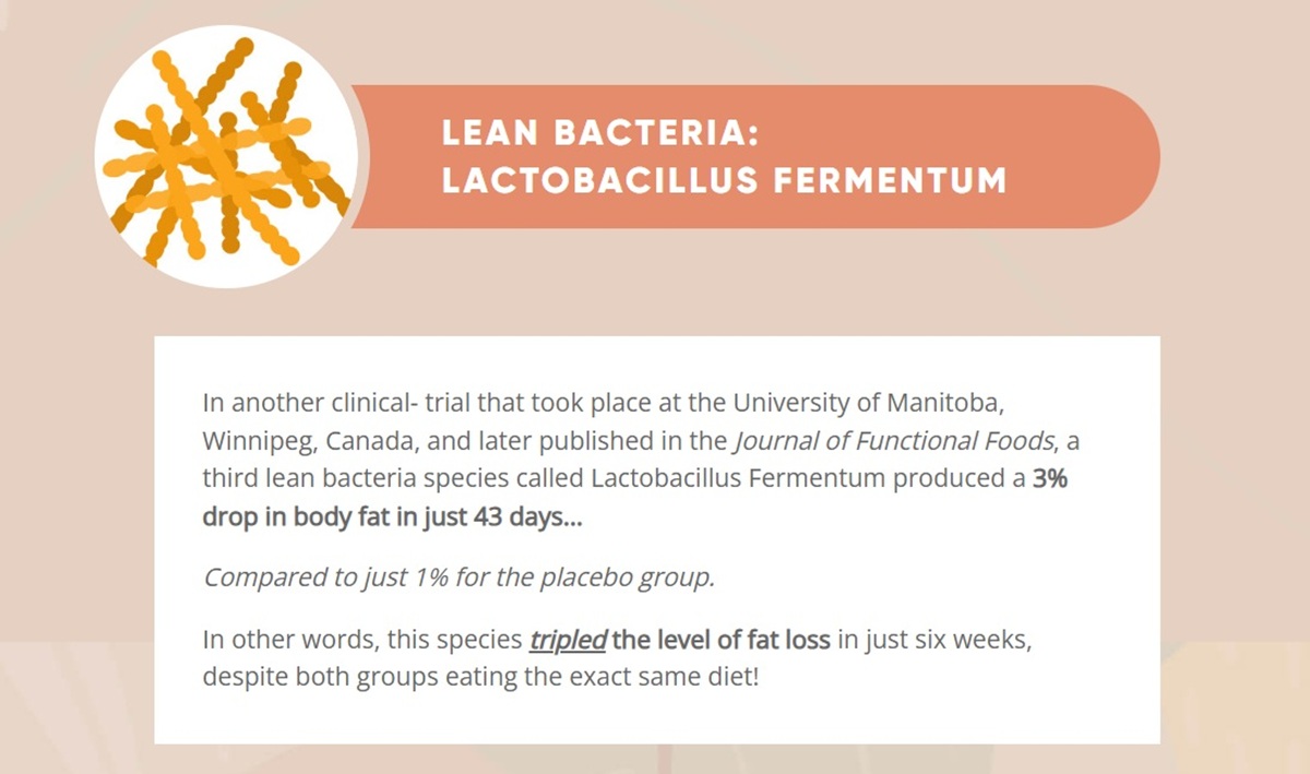 Lean Bacteria Lactobacillus Fermentum